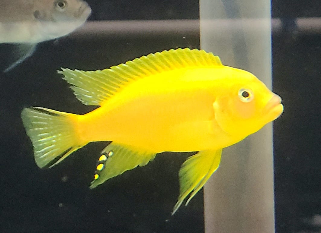 Mbuna Cichlids for Sale Rons Cichlids