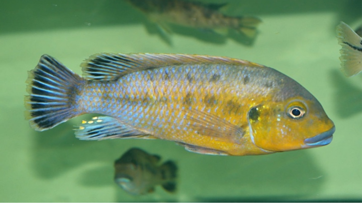 Williamsi Blue Lips Rons Cichlids