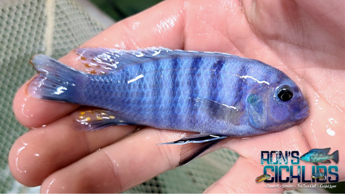 Masinje Zebra Mbuna Cichlid | Ron's Cichlids – Rons Cichlids