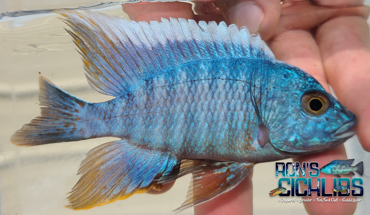 Turkis Peacock Cichlid | Ron