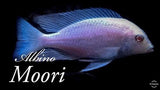 Albino Moori - Albino Blue Dolphin - Rons Cichlids