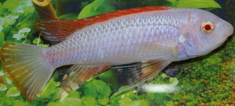 Albino Red Top Trewavasae Thumbi West - Rons Cichlids