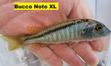 Buccochromis Nototaenia - Rons Cichlids