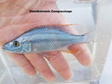 Dimidiochromis Compressiceps - Rons Cichlids