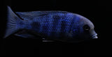 Moori - Blue Dolphin - Rons Cichlids