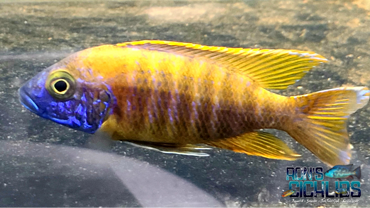 yellow peacock cichlid