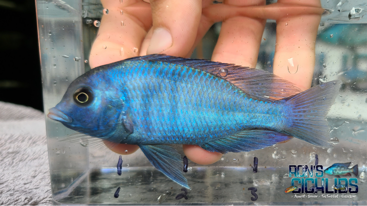 Blue Dolphin Cichlid Juvenile
