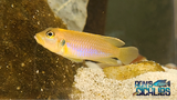 Lamprologus Gold Ocellatus - Rons Cichlids