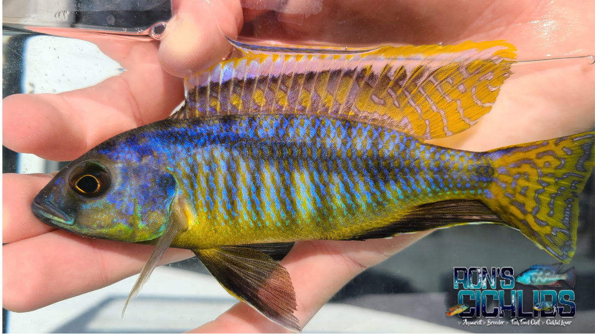 Mylochromis Spilostichus Makokola reef (Very Rare) – Rons Cichlids