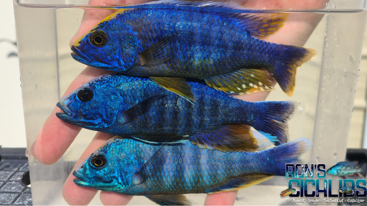 Fryeri Throwoff – Rons Cichlids