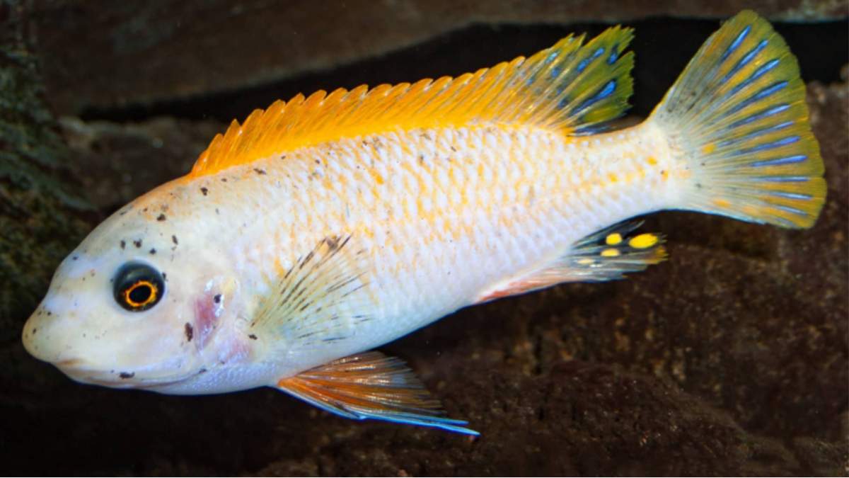 Red Top Trewavasae - Live Fish Direct
