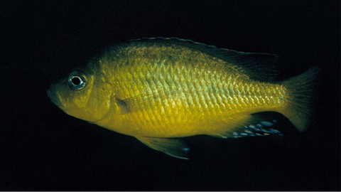 Hemitaeniochromis sp. spilopterus yellow (Very Rare)