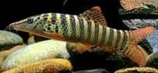 Red Fin Tiger Loach - Rons Cichlids