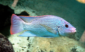 Lake Tanganyikan Cichlids Facts