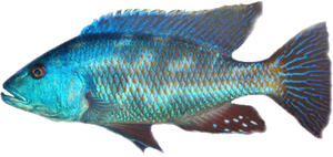 Lake Malawi Haplochromis