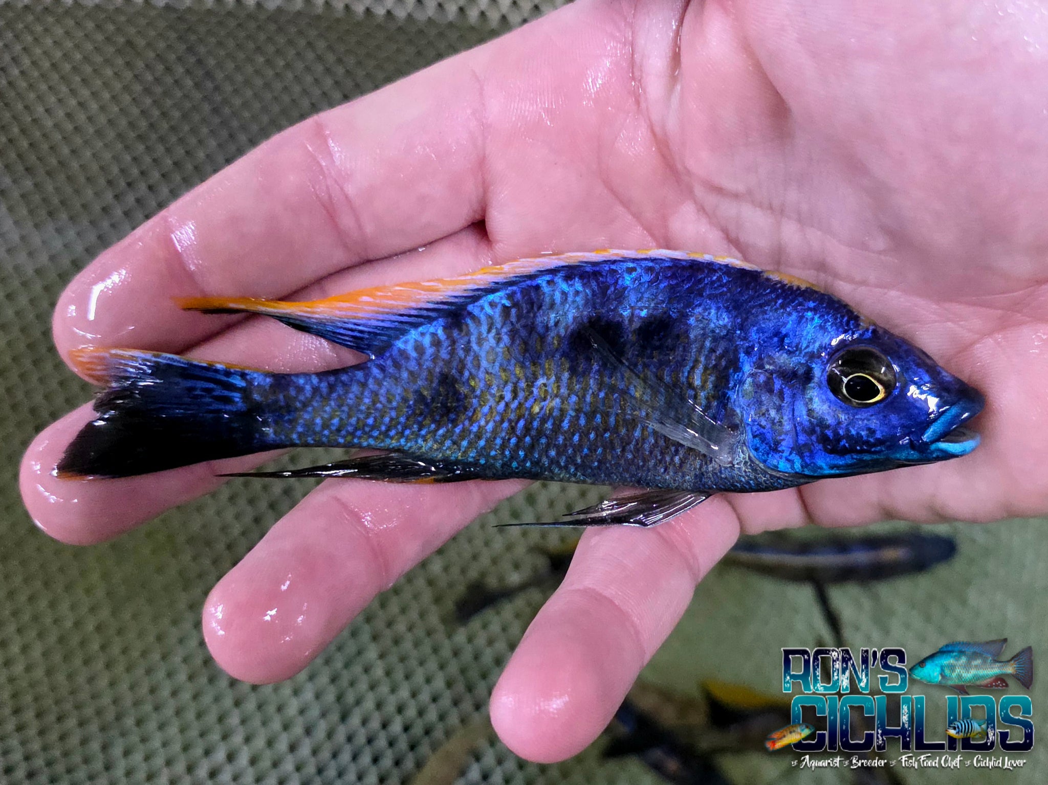 Assorted Hybrid Males Peacock Cichlid | Ron's Cichlids – Rons Cichlids