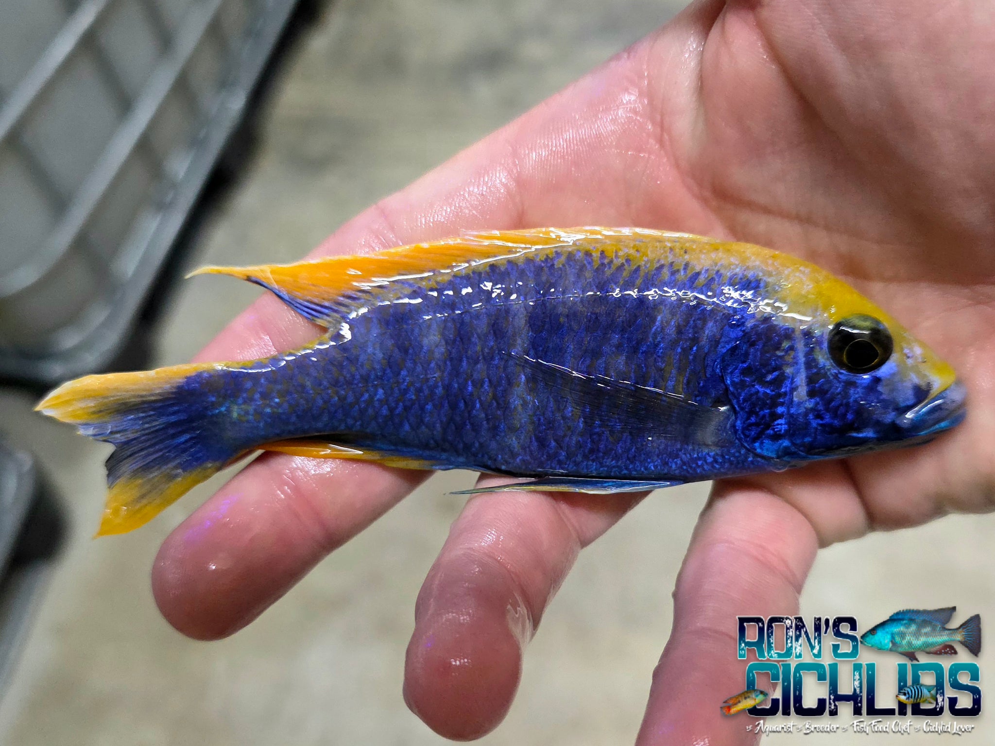 Assorted Hybrid Males Peacock Cichlid | Ron's Cichlids – Rons Cichlids