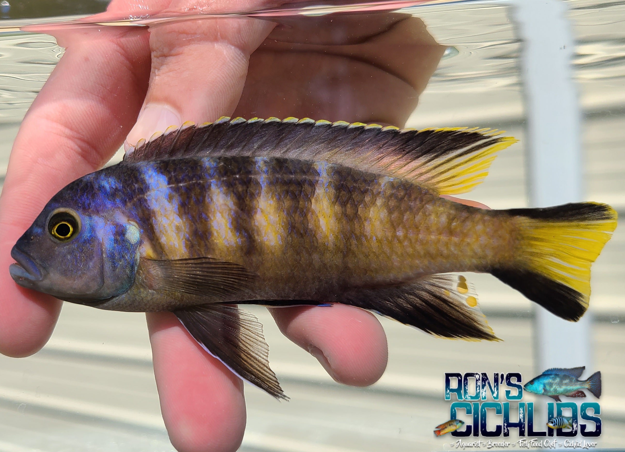 Feeding Frequency for Cichlids: Ultimate Guide to Healthy Growth