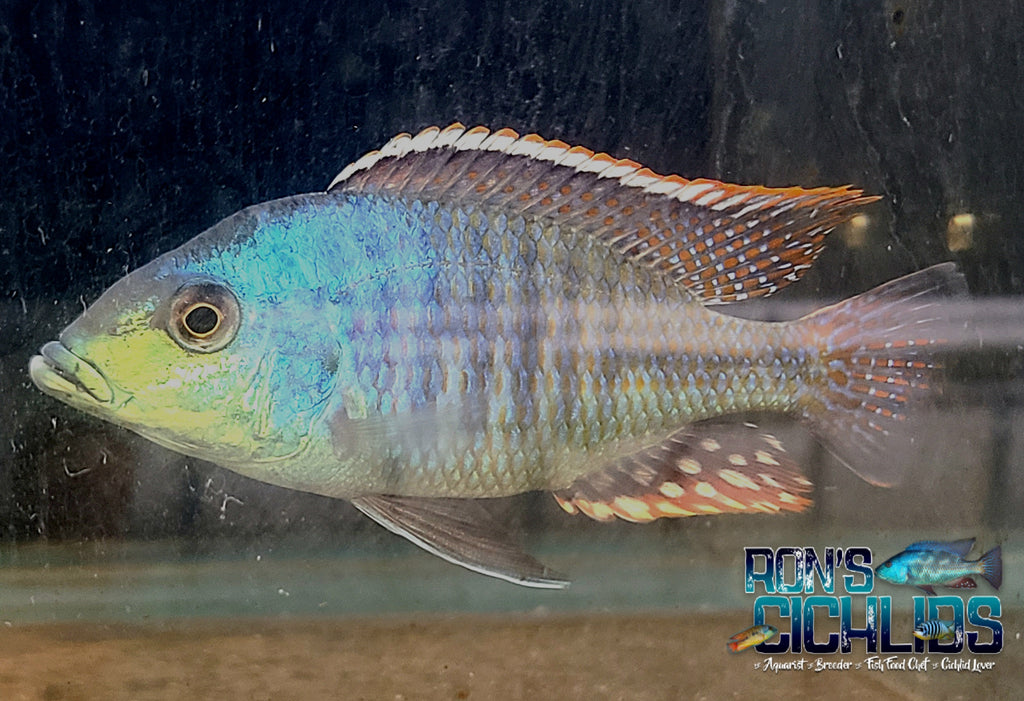 African Cichlids for Sale | Ron's Cichlids – Tagged 