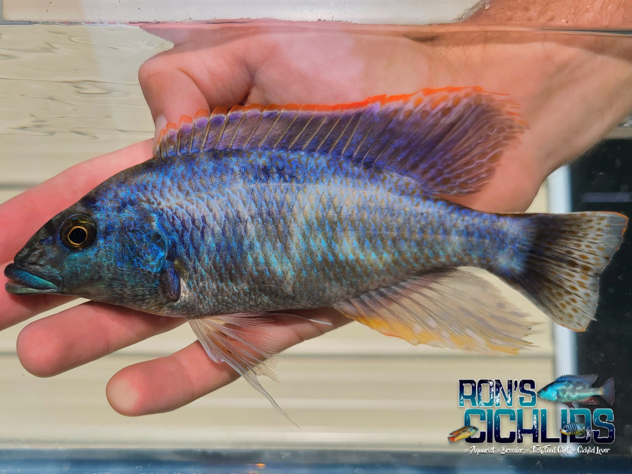 Male African Cichlid for Sale – Ron's Cichlids – Page 5 – Rons