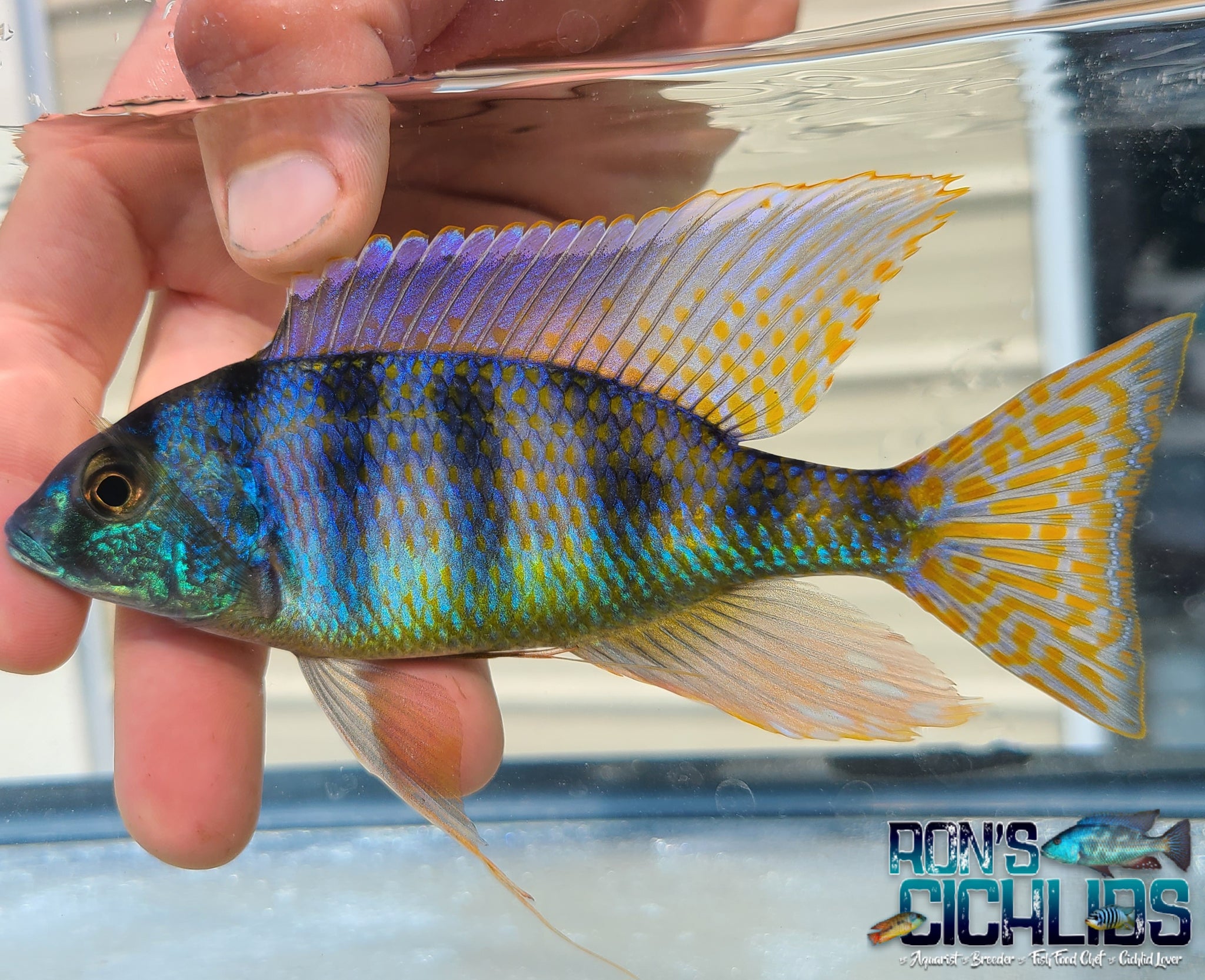 Male African Cichlid for Sale – Ron's Cichlids – Page 7 – Rons