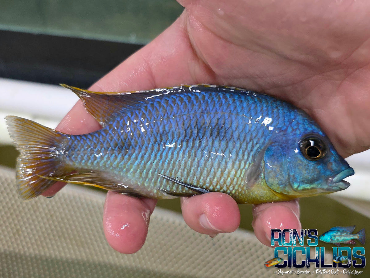 Oto Heterodon Hap Cichlid | Ron's Cichlids – Rons Cichlids