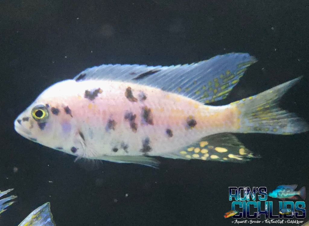 African Cichlids Currently in Stock – Tagged 