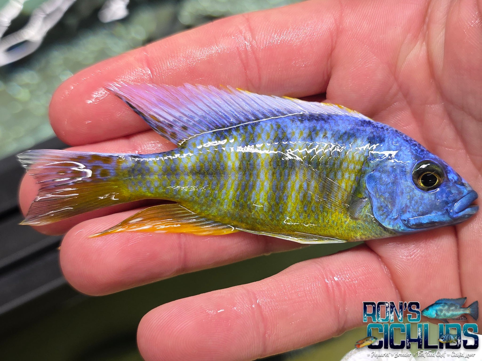 Assorted Hybrid Males (On Sale 25% off at checkout!) – Rons Cichlids