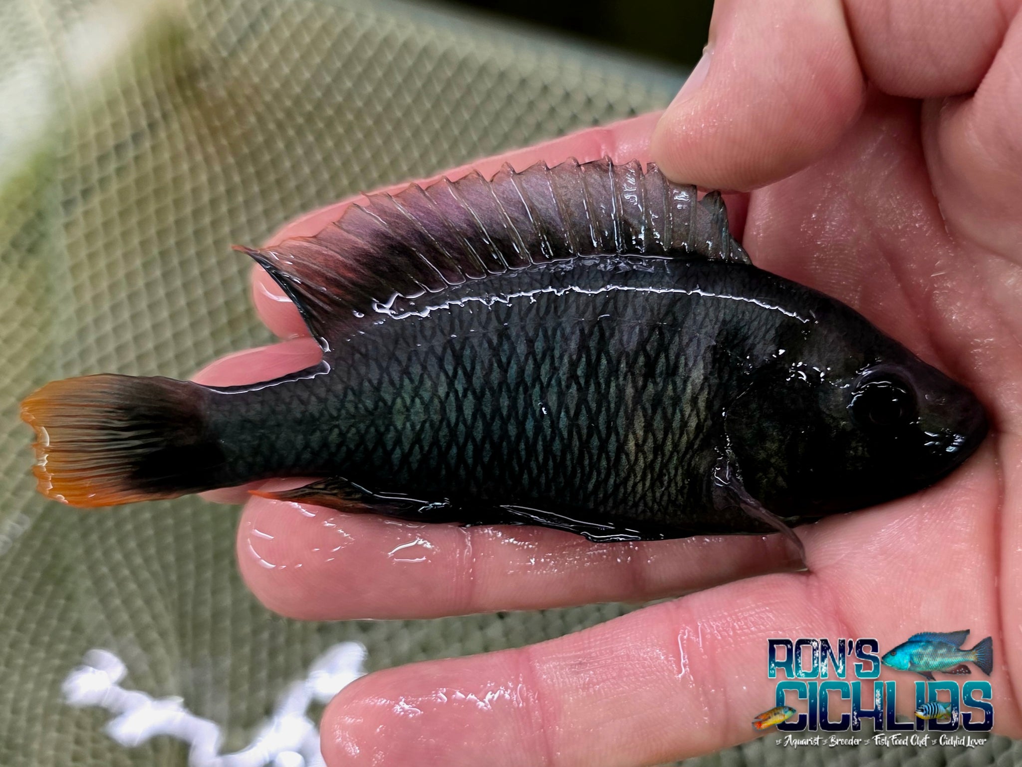 Assorted Hybrid Males (On Sale 25% off at checkout!) – Rons Cichlids