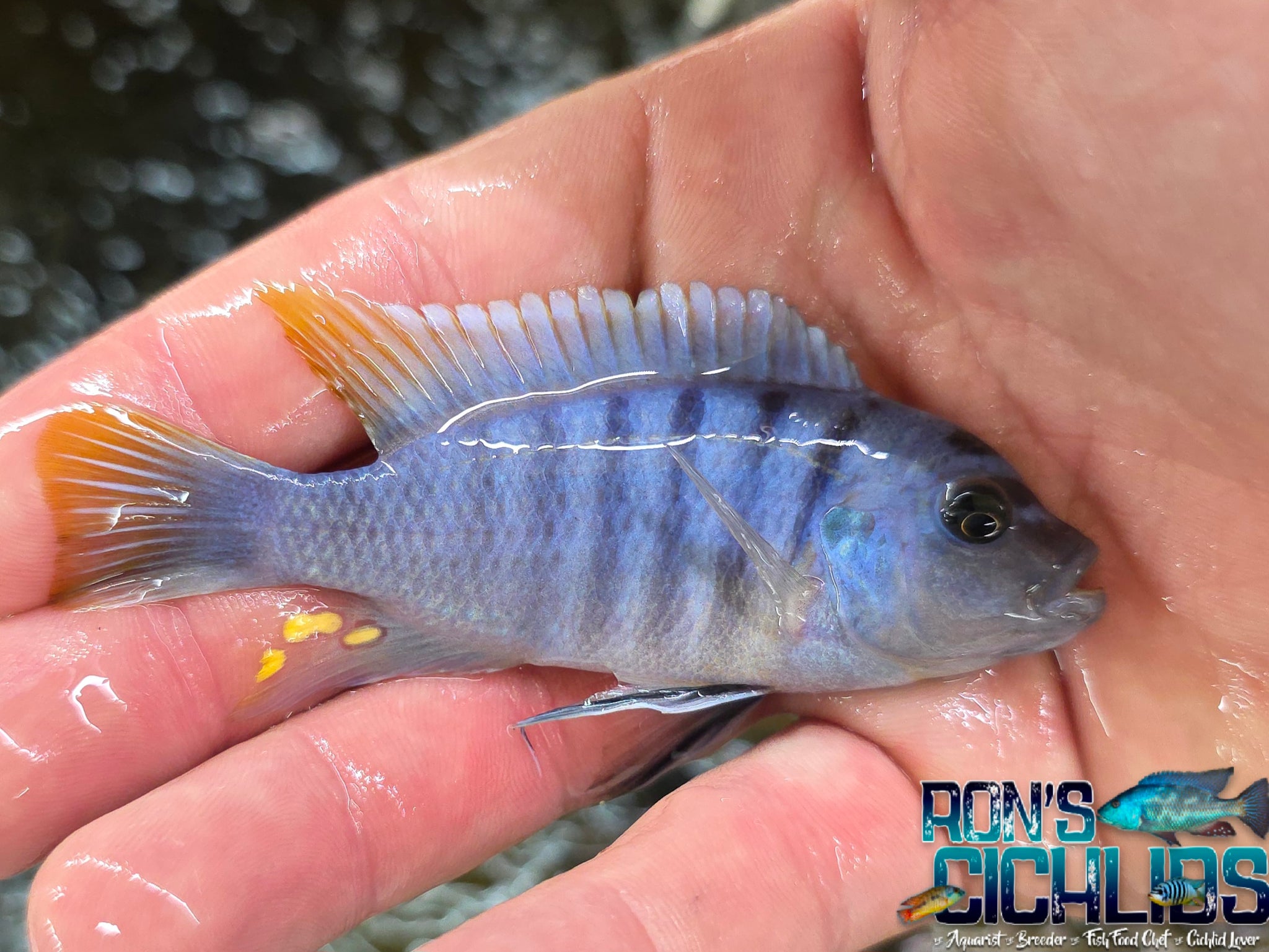 Assorted Hybrid Males (On Sale 25% off at checkout!) – Rons Cichlids