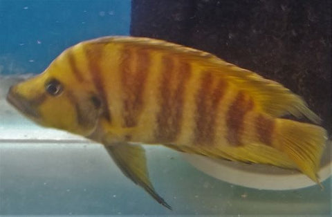 F1 Kachese Gold Compressiceps