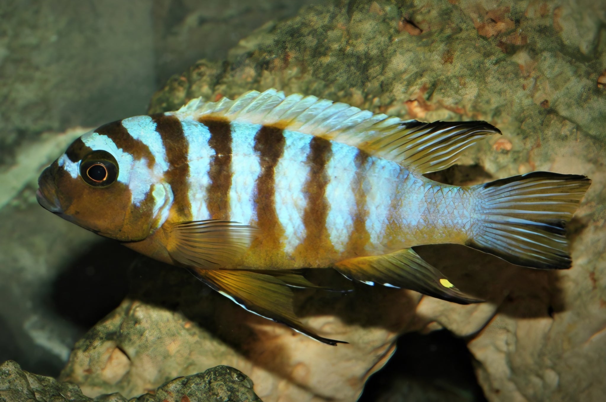Zebra Long Pelvic 