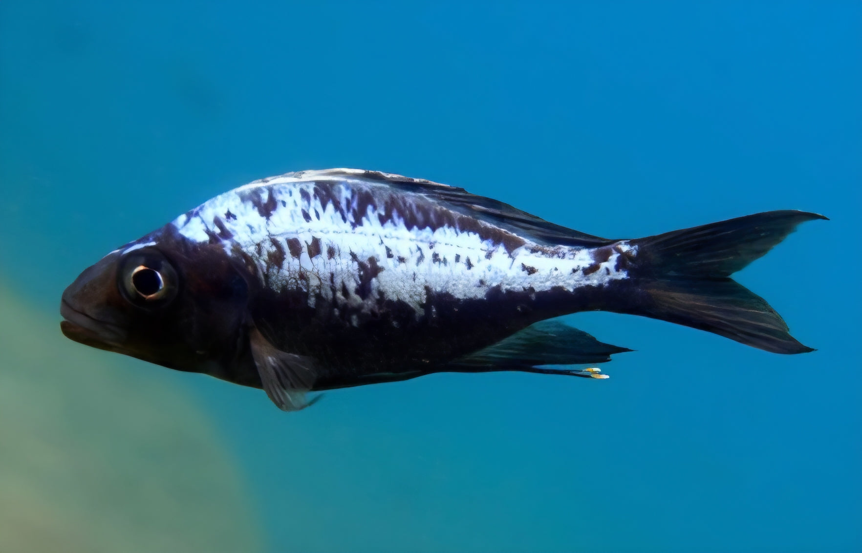 Male African Cichlid for Sale – Ron's Cichlids – Page 7 – Rons