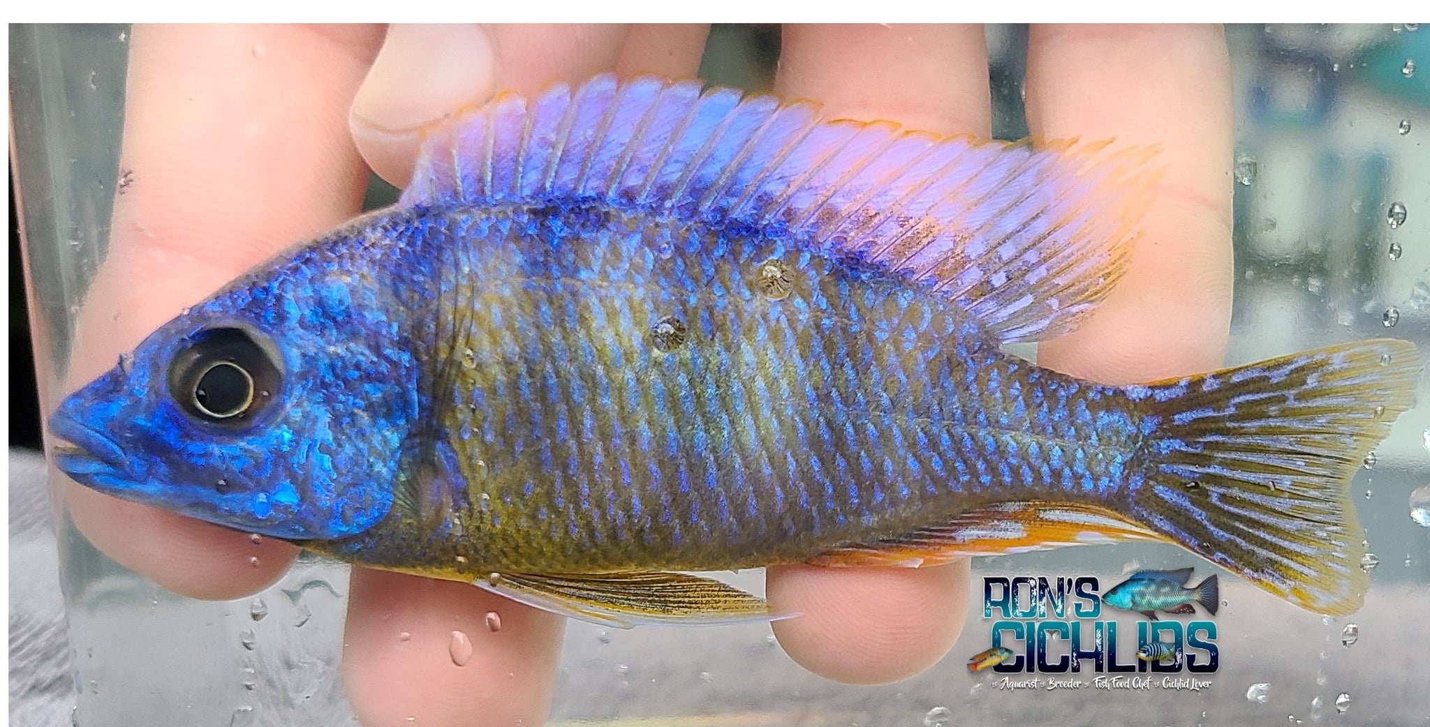 Cichlid Pair Selection Guide: Expert Tips for Perfect Matches
