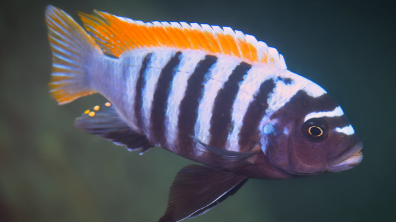 Red Top Mphanga – Rons Cichlids