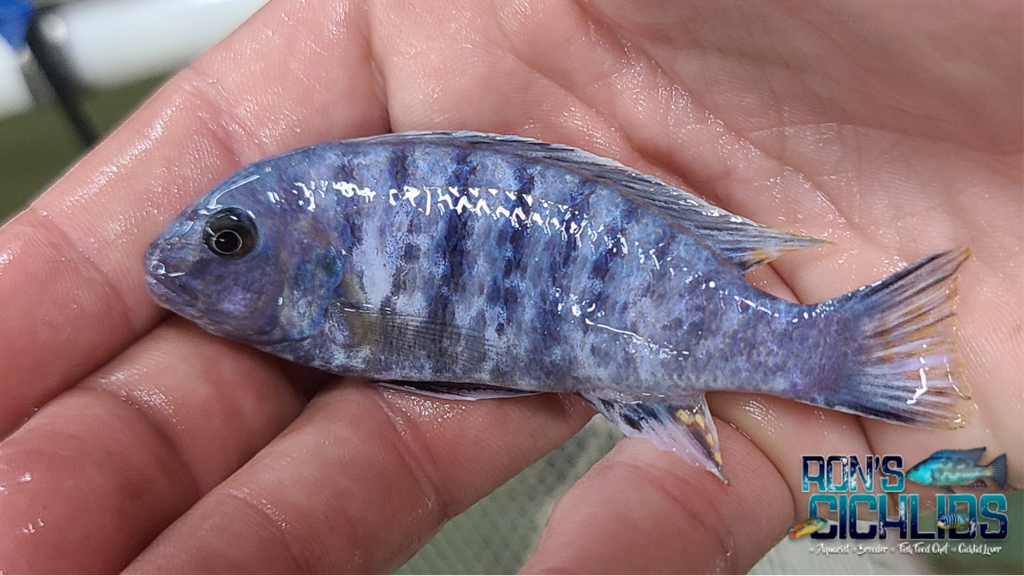 Blueberry Masinje OB/MC – Rons Cichlids