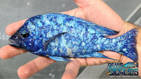 African Cichlids Currently in Stock Rons Cichlids