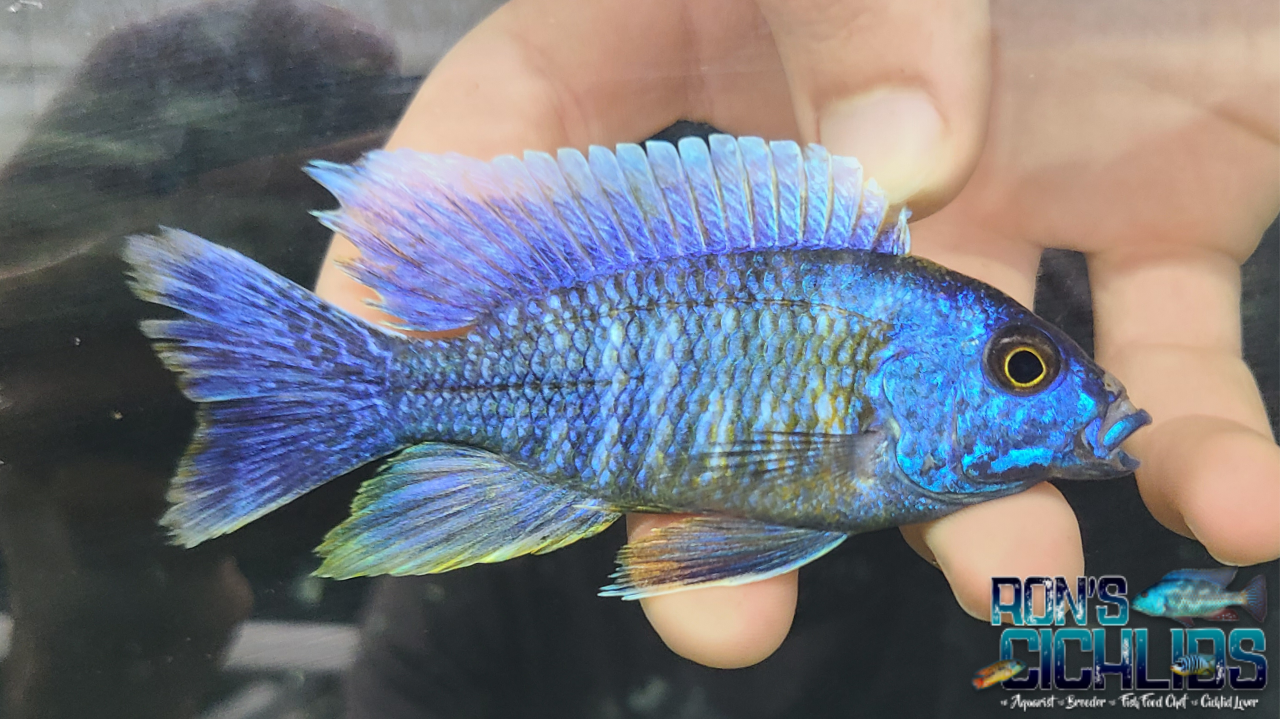 African Cichlids Currently in Stock – Rons Cichlids