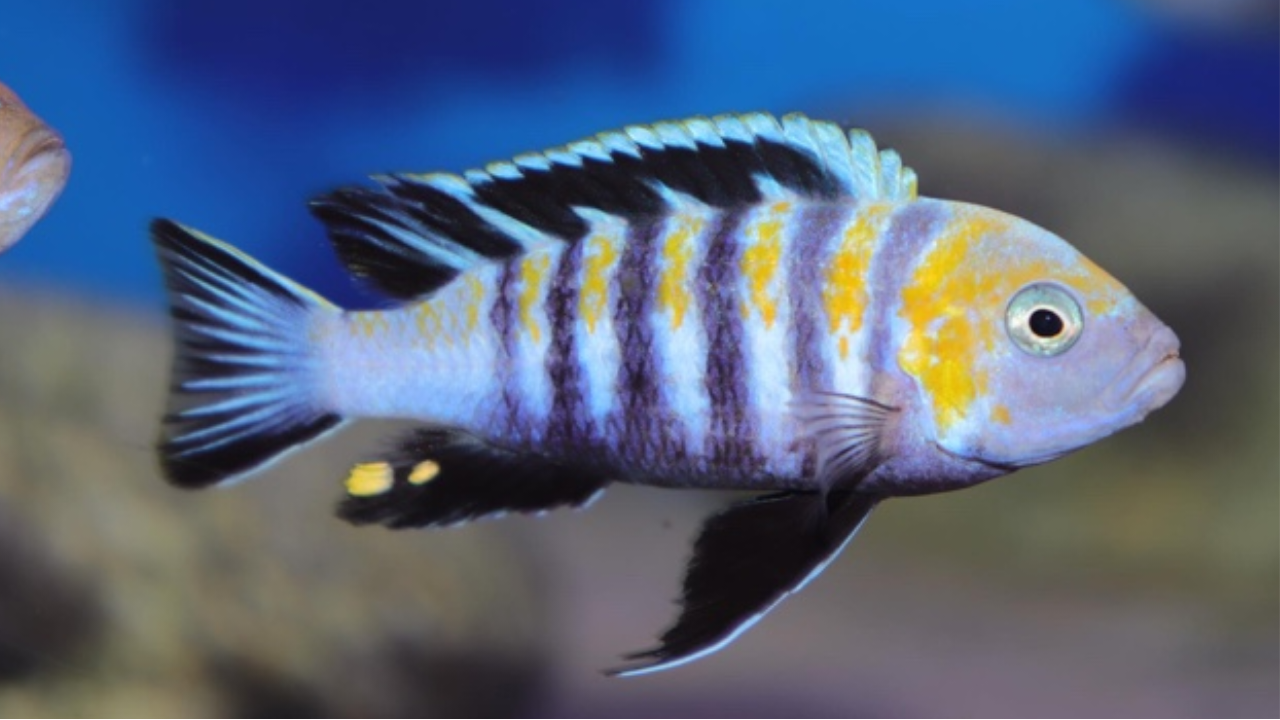 Jalo Reef Afra Cichlids - Cynotilapia zebroides – Rons Cichlids Jalo Reef Afra Cichlids - Cynotilapia zebroides – Rons Cichlids