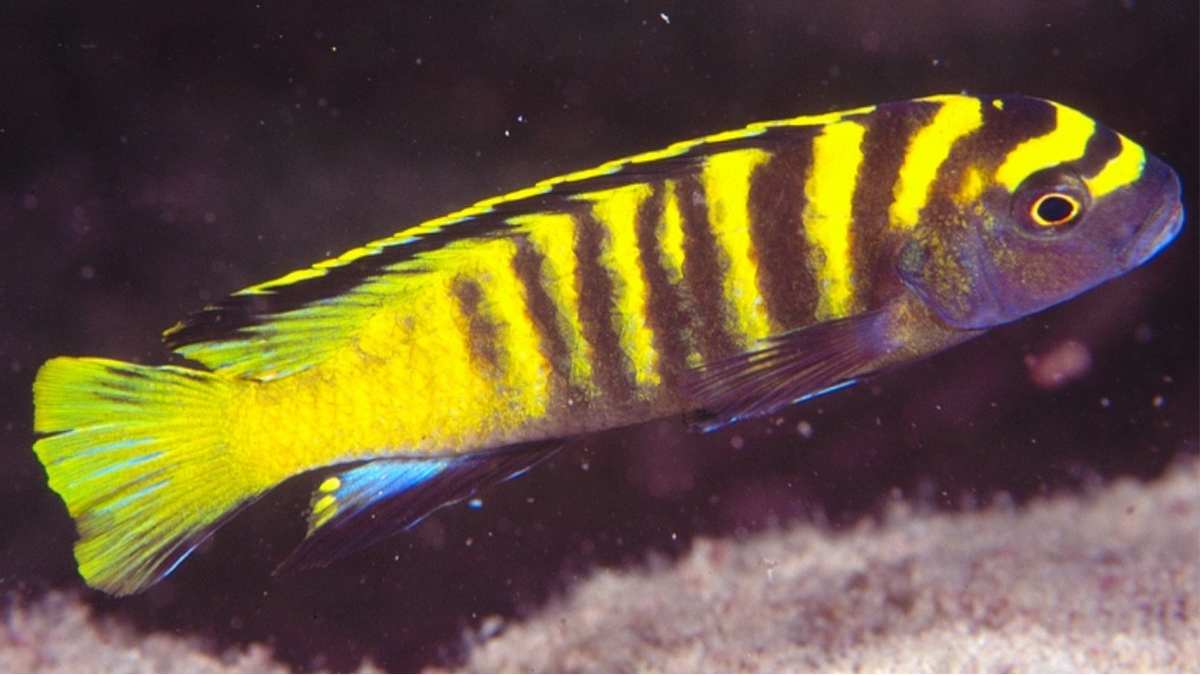 Flavus – Rons Cichlids