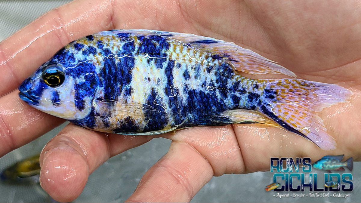 Blueberry ob Peacock – Rons Cichlids