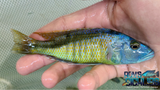 Champsochromis Spilorhynchus (Very Rare)