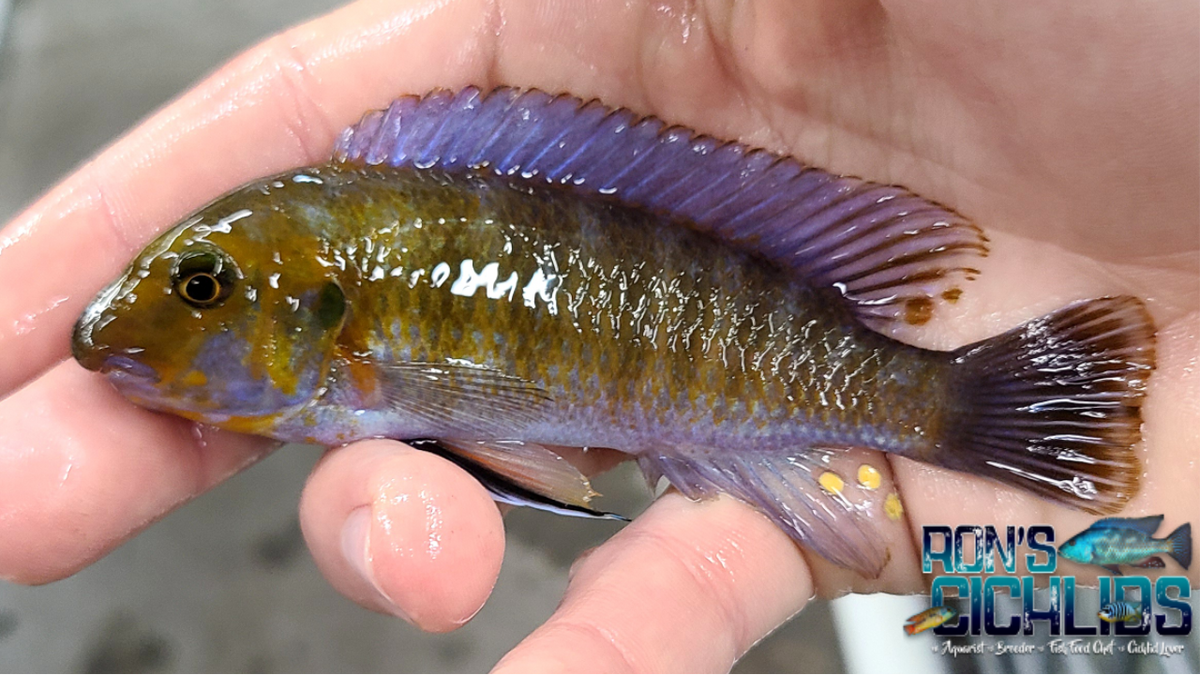 Trewavasae Pombo Rocks (Rare) – Rons Cichlids