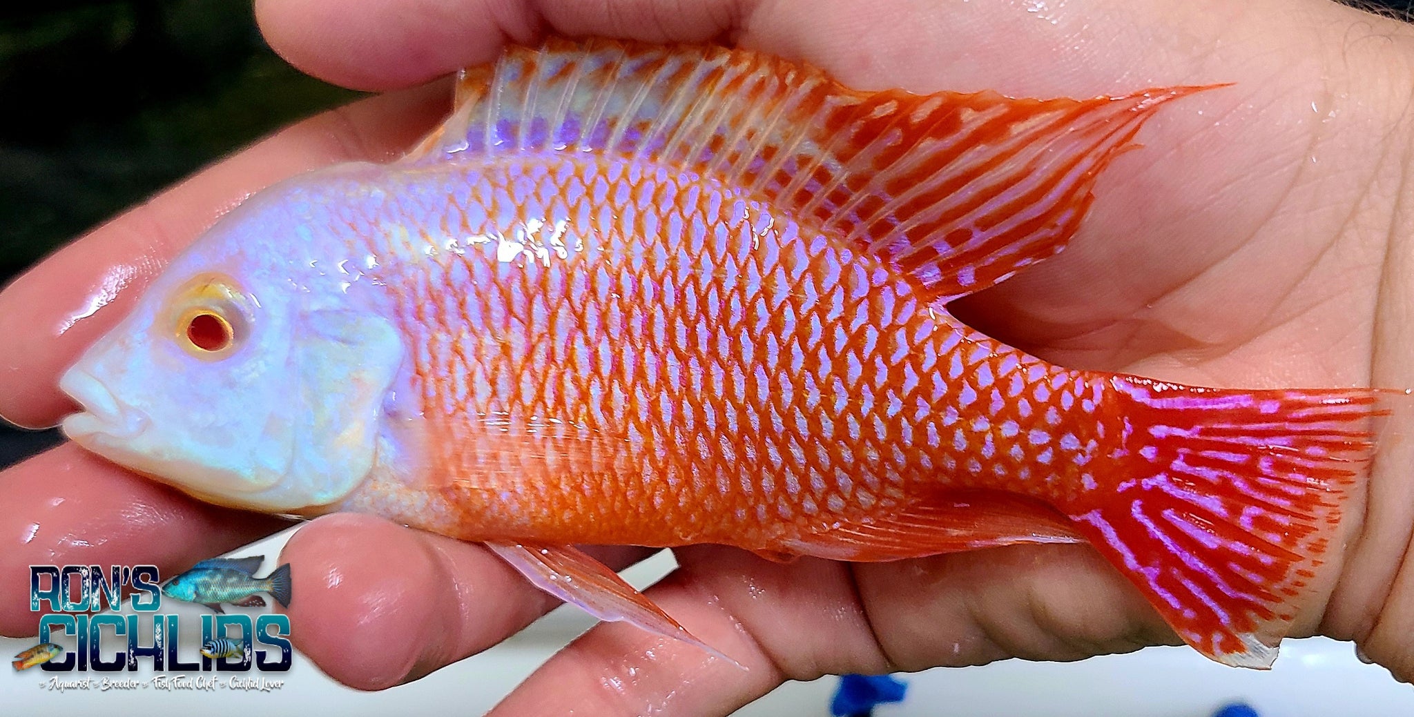 african cigarette fish African Cichlids for Sale – Rons Cichlids