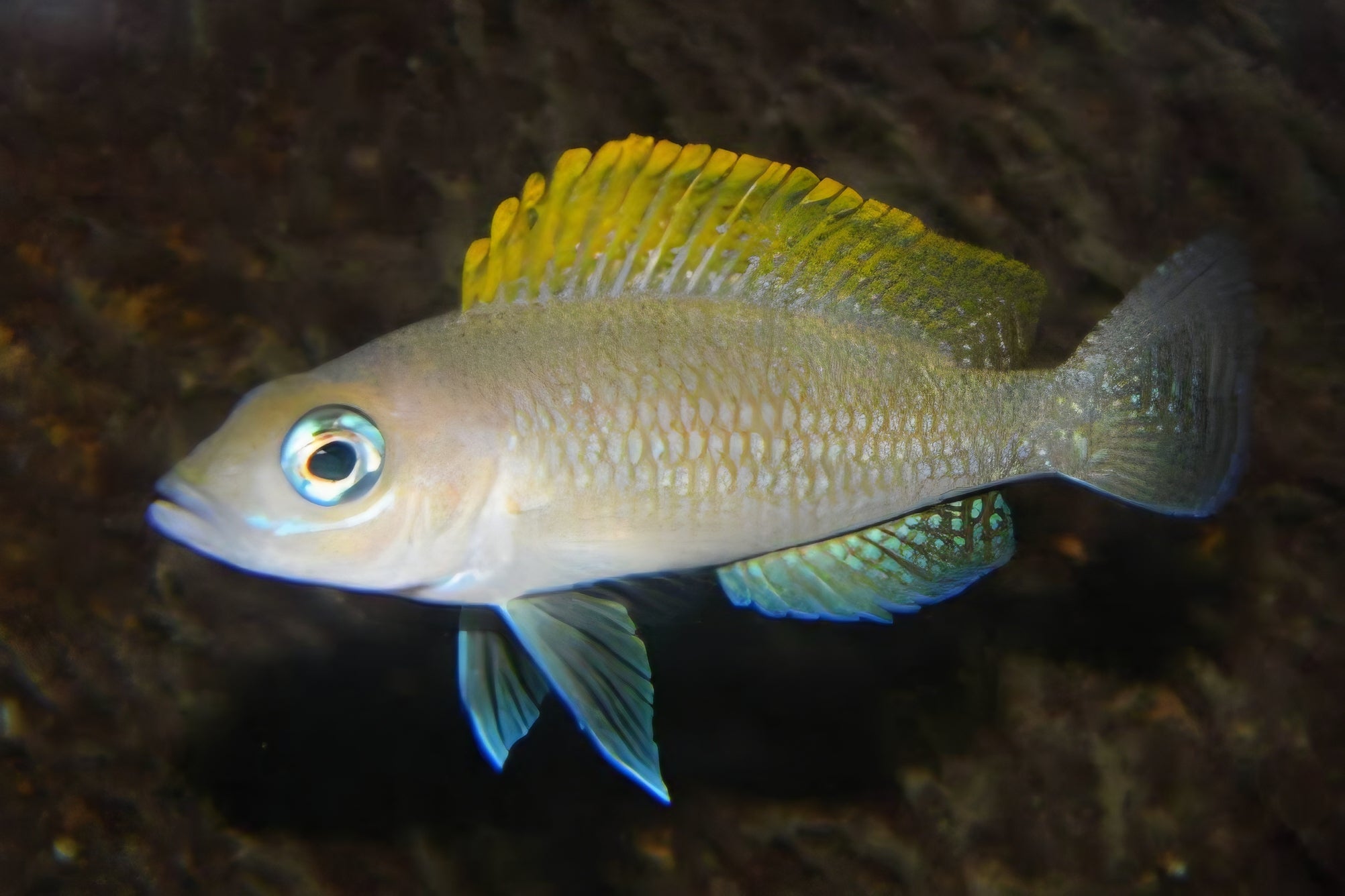 images_1_2048x.jpg?v=1763914949