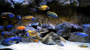 a beautiful collection of african cichlids in a fish tank.