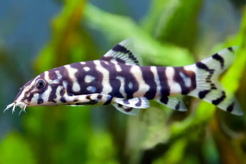 Angelicus Loach