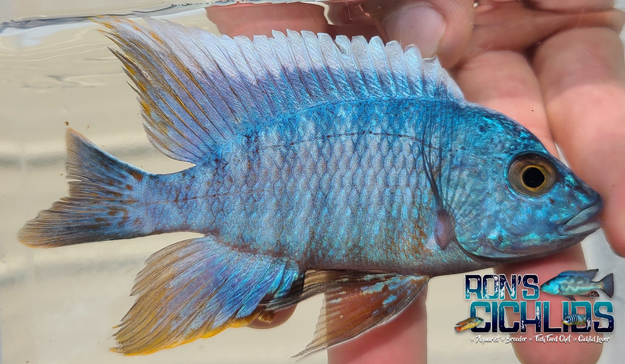 Yalangoch qiz dostlari