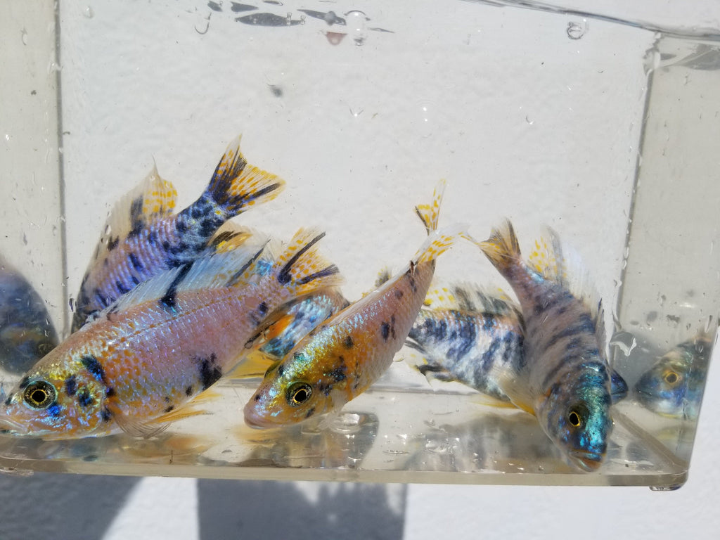 BlueBerry OB Fryeri - Rons Cichlids