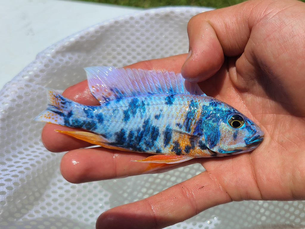 Iceberg Fire and ice Blueberry OB Fryeri - Rons Cichlids
